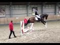 Выездковая лошадь пытается прыгать