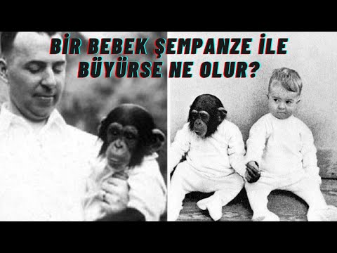 Bir Bebek Bir Şempanze ile Birlikte Büyürse Ne Olur?