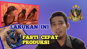 penyebab murai batu tidak kunjung bertelur/angkut sarang. zona informasi RJBF