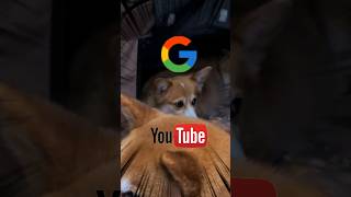 OK Google #柴犬スティーブ #犬猫アテレコ