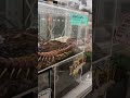 世界最大種ペルビアンジャイアントオオムカデの捕食 世界最大種ペルビアンジャイアントオオムカデの捕食