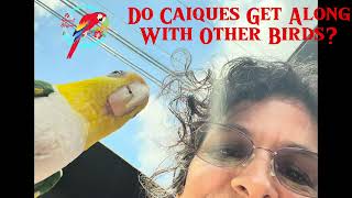 Do Caiques Play Well With Other Parrots by Parrot Bliss 298 views 10 days ago 5 minutes, 36 seconds