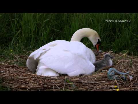 Zwanen..... de eerste maanden.
