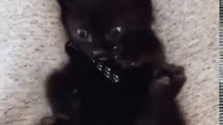 Kitten Discovering That He Has Feet Youtube Kitten Discovering That He Has Feet Youtube