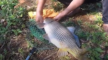 Cận cảnh cá chép khủng kéo cần Max phê...Máy xả, cá kéo vào cây...Lên hàng