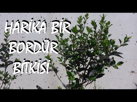 'Ligustrum' 'Kurtbağrı' nasıl