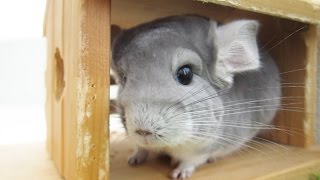 Chinchilla NOM NOM