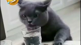 The Funny Video Moments - Crazy Funny Cat,Dog,People - Try Not To Laugh Animals Doing Funny Things