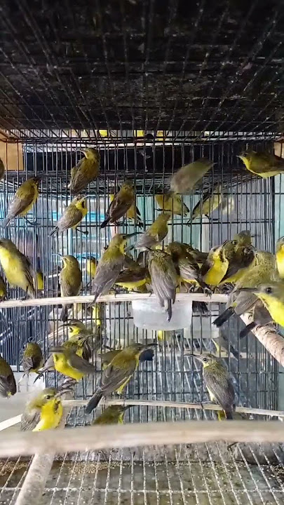 ombyokan burung sogon dikios kang safi'i pasar burung pramuka #pasarburungpramuka #sogon