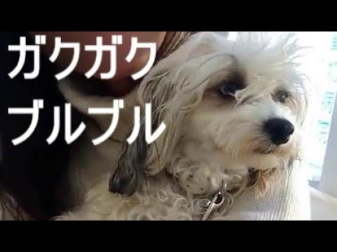 かかりつけの動物病院でもガクブルなチャイクレのウィルちゃん。