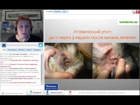 Вебинар Светланы Беловой "Кортаванс" . (ГК "Ветпром", Вирбак) 21.04.15