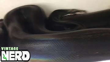 Jet black GIANT PYTHON! Golden Child Black Phase Reticulated Python