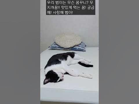 울범이 무슨 꿈 꿀까요#궁금해요#너무 맛있게 잠자네요 - Youtube