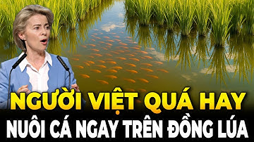Thế Giới Xôn Xao: Người Việt Nuôi Cá Ngay Trên Ruộng Lúa