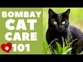 Bombay Cats 101 : Cat Care の動画、YouTube動画。