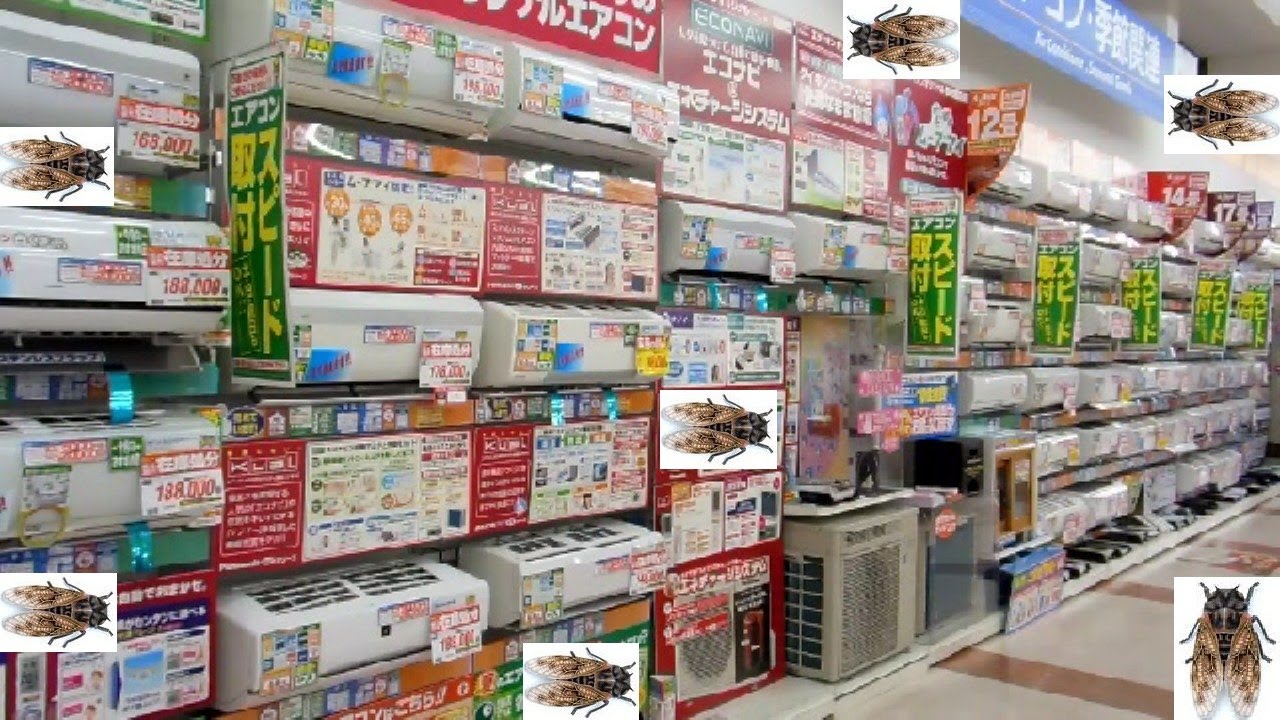 Japanese Insect. Shop Insects in Japanese Electrical Store?? - YouTube