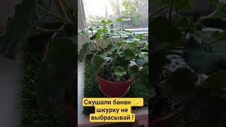 #добрива #удобрения #витамины #пеларгония #натуральные #средство #совет