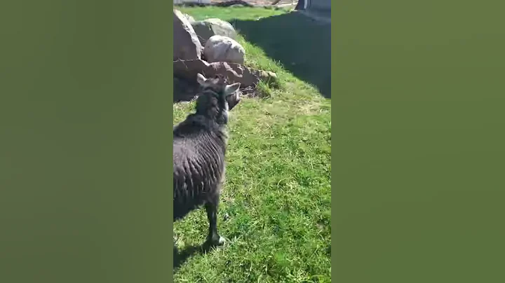 Goat herder
