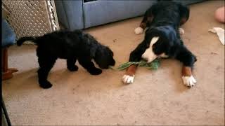 Bernese Mountain Dog Says Goodbye to Her Puppy by Cookies and Cream Doodles 360 views 1 month ago 1 minute, 51 seconds