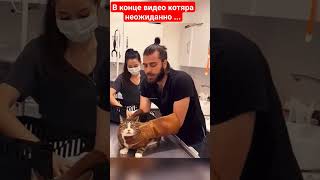 💥😈😻🙀 Кот Кошка Прикол Бешенные