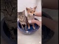 犬の風呂見学をしていた猫の末路 🐾
