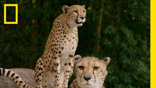 Feeding the Cheetah Triplets | Magic of Disney's Animal Kingdom