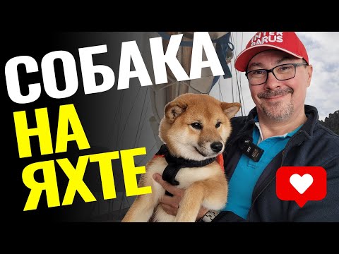 Собака на яхте: безопасность, советы, гаджеты и спасательные средства