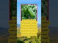 الاسم طعمه يشبه طعم الليمون اكسبلور الله لايك ترند 100 اقنباسات معلومات شعر تيك توك ريال مدريد الاسم طعمه يشبه طعم الليمون اكسبلور الله لايك ترند 100 اقنباسات معلومات شعر تيك توك ريال مدريد
