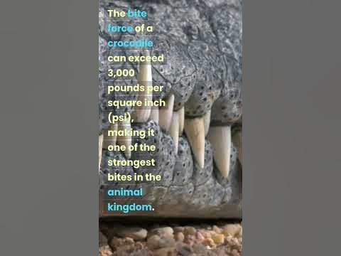 Crocodile Bite Force - YouTube