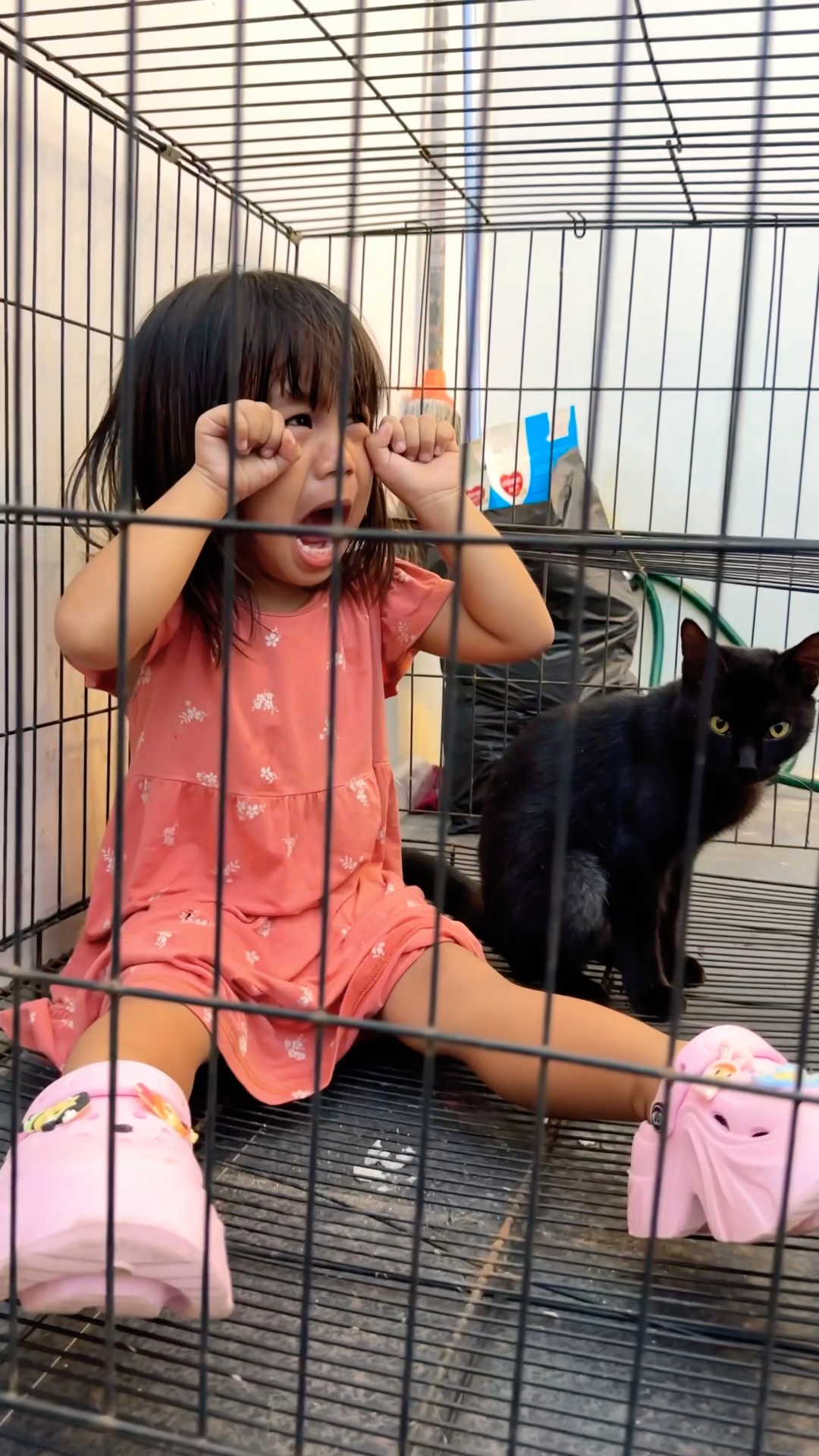 Alanna di masukin kandang kucing ?