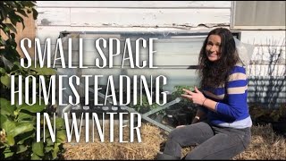 What Happens on a Small Homestead in Winter? Backyard Homesteading / Seasons Winter