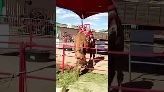 Un Camello 🐫 en la Feria del Condado de Pima de 2026