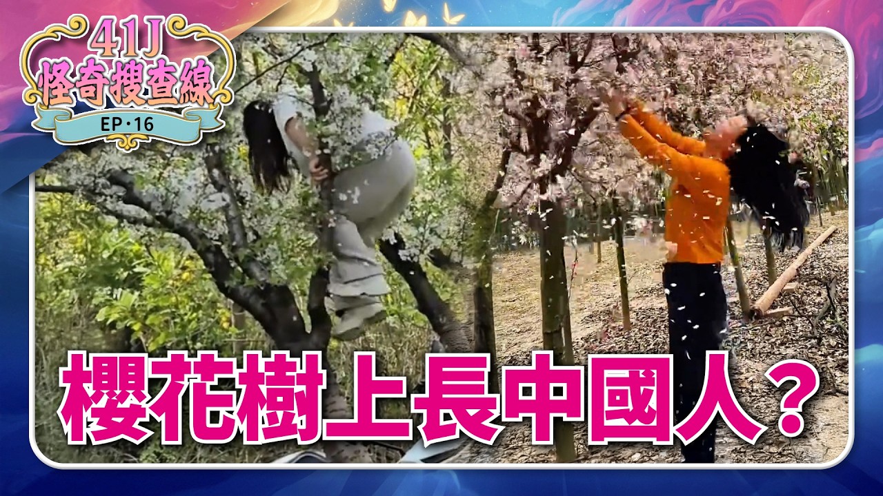 【 #41J怪奇搜查線 】EP16 櫻花樹上長中國人？　櫻花樹下煮火鍋？　小粉紅「環遊世界」的迷惑行為大集合｜#鏡新聞