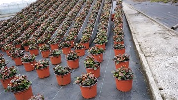 IDEAAL-Pot spacing machine diesel