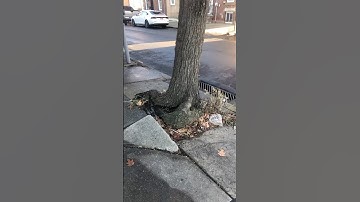Why do some Trees lift up sidewalks?