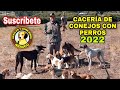 CACERÍA de CONEJOS con PERROS /  Primera Salida. TEMPORADA 2022 ARAUCO CITY