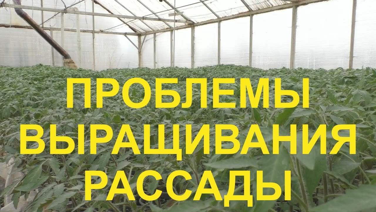 проблемы выращивание. табаководство в гагаузии. цветная капуста в огороде. проблемы выращивание. капуста цветная альфа.