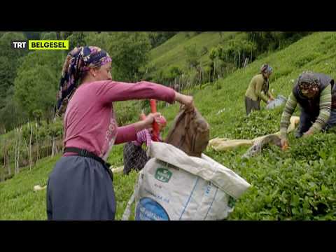 Karadeniz'de Yetişen Çayın Diğer Ülkedekilerden Farkı