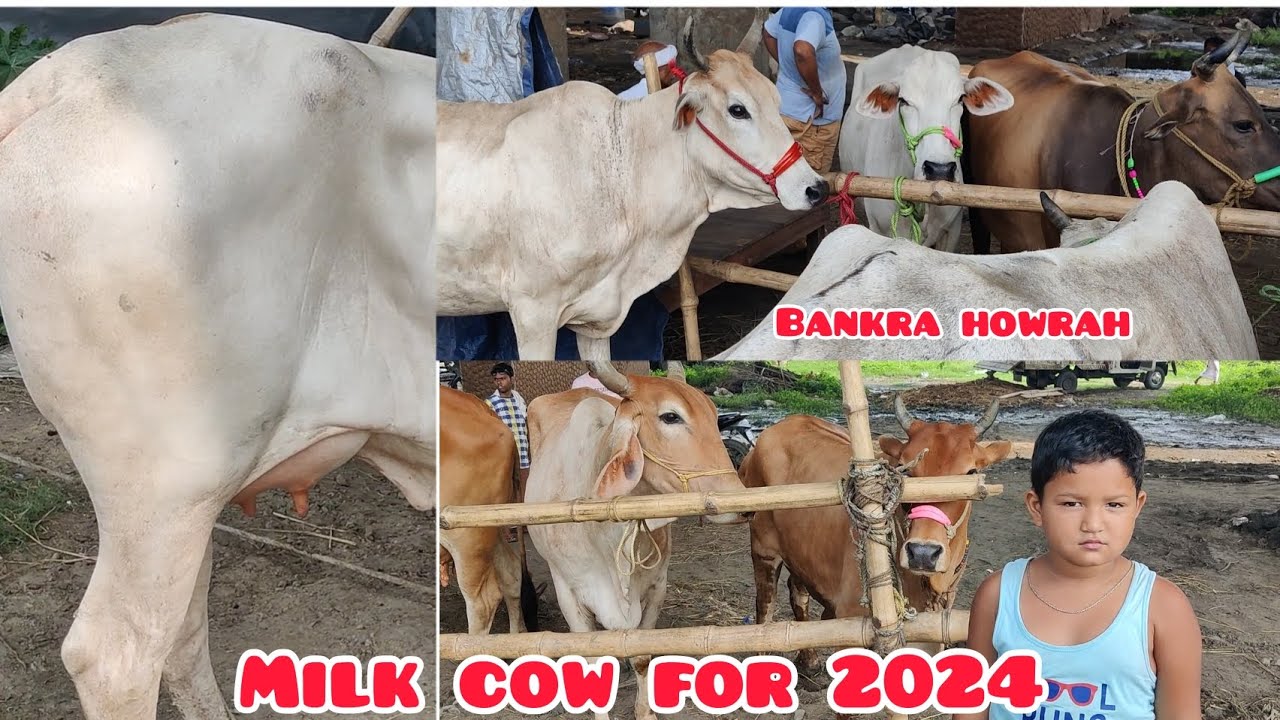 July 3, 2023 ️ milk cow available for sale bankra howrah Kolkata cow 2024 🔥kolkata 2023 2024
