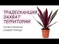 Традесканция разноцветная или РЕО. Возможности растения, фитодизайн