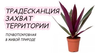 Традесканция разноцветная или РЕО. Возможности растения, фитодизайн