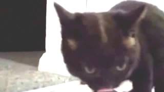 Улетное видео.Одна кошка поет, другая кричит. Улетное видео.Одна кошка поет, другая кричит.
