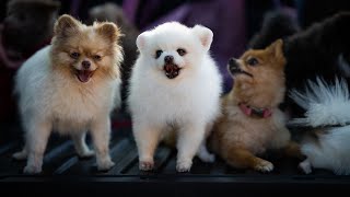 Can Pomeranians be left alone outdoors?