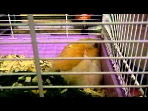 ჩხუბობენ ჩემი ლარსები