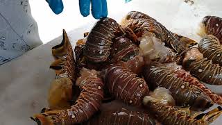 Mastering the Art of Cleaning a Lobster: Removing the Digestive Vein for Enhanced Flavor