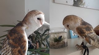 Basics of owning an owl: food, feeding tech, creating a bond+Lookie attacking fish&climbing a plant by Vegan Hippie 9,239 views 4 years ago 24 minutes