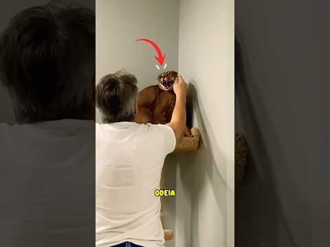 ÚNICO HUMANO QUE ESSA CARACAL AMA! #curiosidades #caracal #felinos