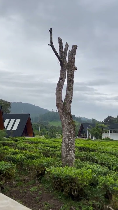 secangkir kopi  untuk mencari inspirasi