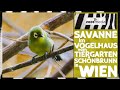 Tiergarten Schönbrunn: SAVANNE im Vogelhaus | zoos.media