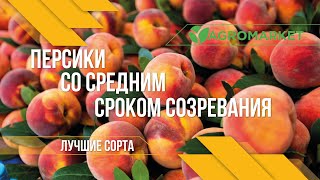 САМЫЕ ВКУСНЫЕ СОРТА ПЕРСИКОВ со средним сроком созревания в Украине | АГРОМАРКЕТ |